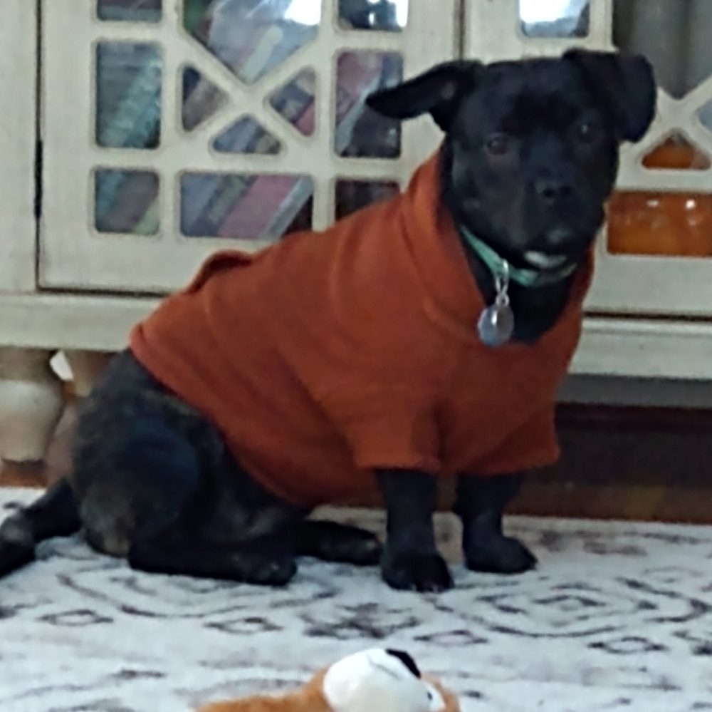 YOULY The Classic Rust Dog Hoodie M